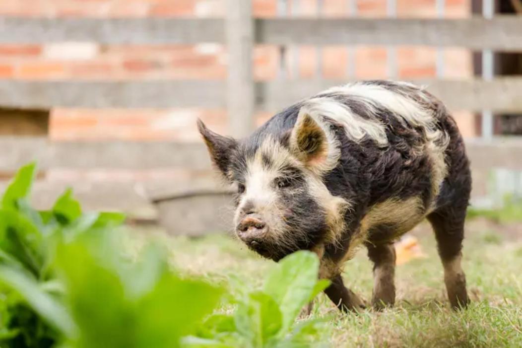 Piglet Lodge Pebworth Bagian luar foto